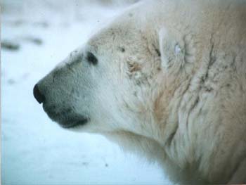 web_Eisbär_05
